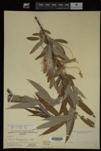 Salix eriocephala image