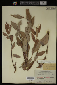 Image Associated With the Occurrence