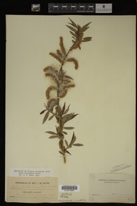 Salix eriocephala image