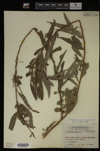 Salix eriocephala image