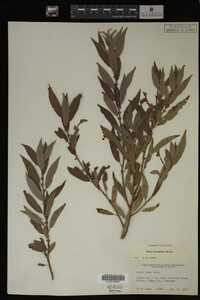 Salix eriocephala image