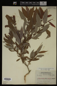 Image Associated With the Occurrence