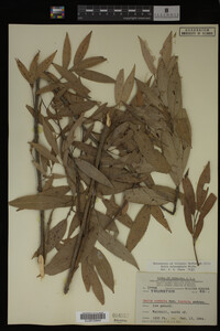 Image Associated With the Occurrence
