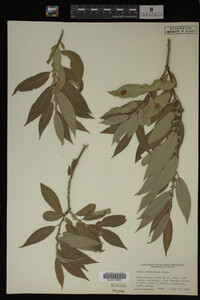 Image Associated With the Occurrence