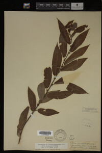 Salix eriocephala image