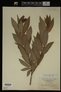 Image Associated With the Occurrence