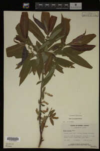 Image Associated With the Occurrence