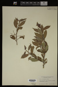 Image Associated With the Occurrence