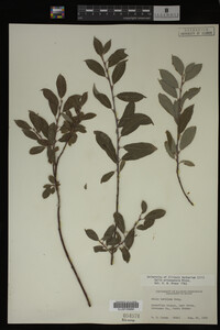 Salix eriocephala image