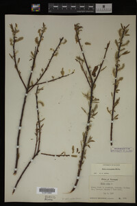 Image Associated With the Occurrence