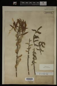 Salix eriocephala image