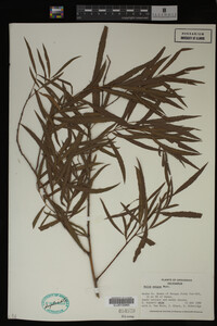 Salix exigua image