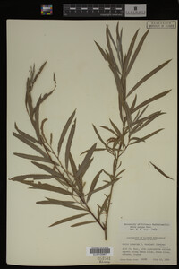 Salix exigua image