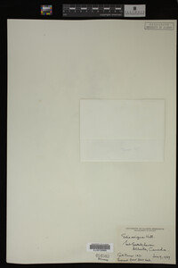 Salix exigua image