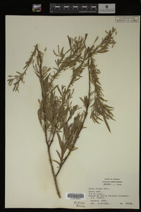 Salix exigua image