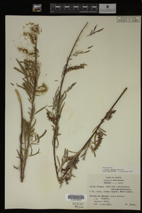 Salix exigua image