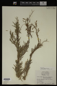 Salix exigua image