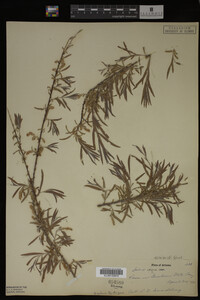Salix exigua image