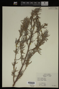Salix exigua image