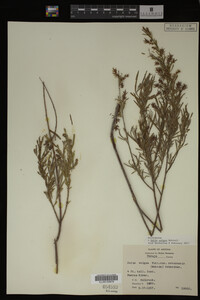 Salix exigua image