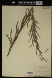 Salix exigua image