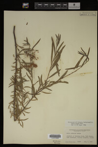 Salix exigua image