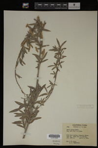 Salix exigua image