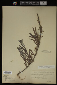 Salix exigua image