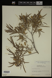 Salix exigua image