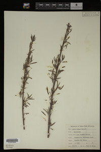 Salix exigua image