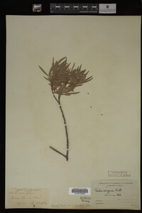 Salix exigua image