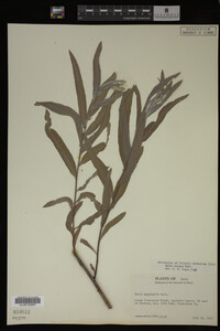 Salix exigua image
