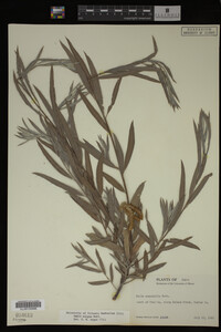 Salix exigua image