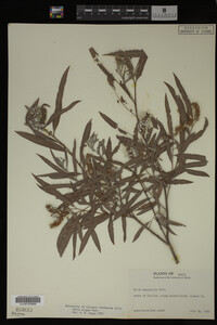 Salix exigua image