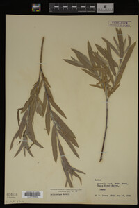 Salix exigua image