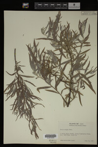 Salix exigua image