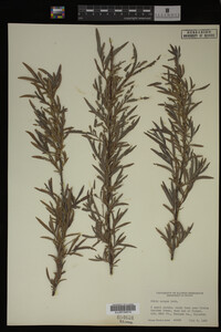 Salix exigua image