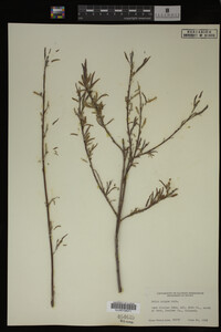 Salix exigua image