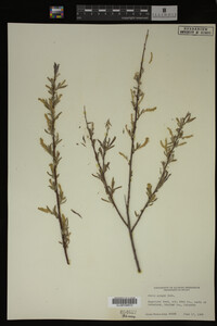 Salix exigua image