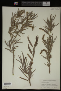 Salix exigua image