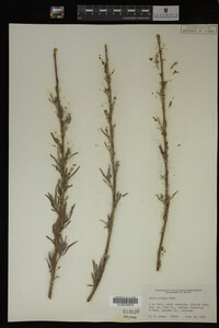 Salix exigua image