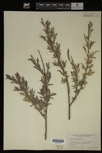 Salix exigua image