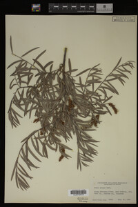 Salix exigua image