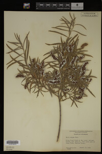 Salix exigua image