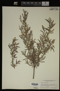 Salix exigua image