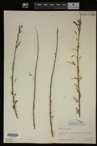 Salix exigua image