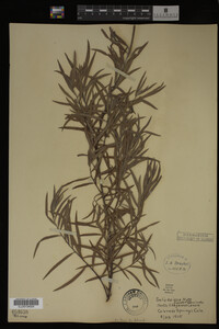 Salix exigua image