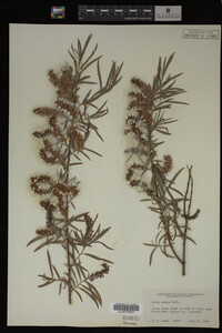 Salix exigua image