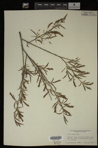 Salix exigua image