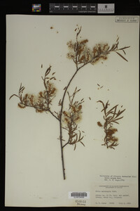 Salix exigua image